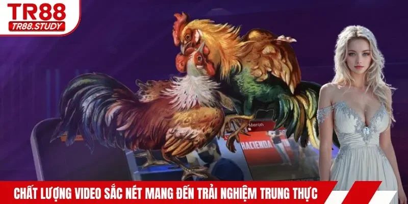 Đá Gà Campuchia - Hội Tụ Các Màn Trình Diễn Mãn Nhãn Nhất