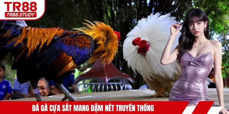 Đá Gà Campuchia - Hội Tụ Các Màn Trình Diễn Mãn Nhãn Nhất