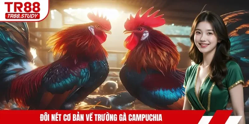 Đá Gà Campuchia - Hội Tụ Các Màn Trình Diễn Mãn Nhãn Nhất