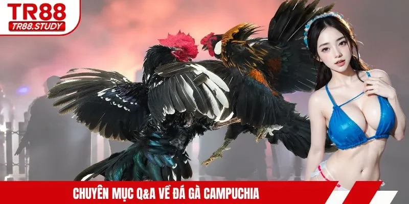 Đá Gà Campuchia - Hội Tụ Các Màn Trình Diễn Mãn Nhãn Nhất