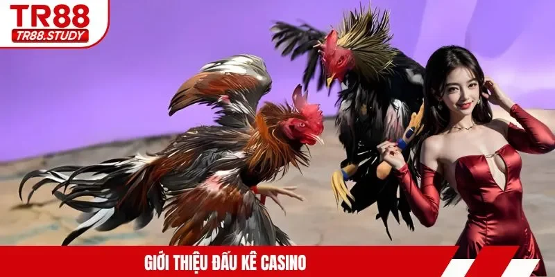 Đá Gà Casino TR88 - Trải Nghiệm Kịch Tính Từng Giây Phút