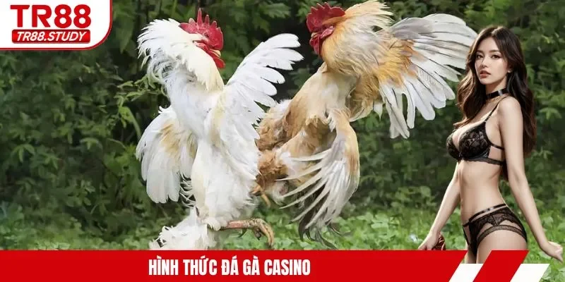 Đá Gà Casino TR88 - Trải Nghiệm Kịch Tính Từng Giây Phút