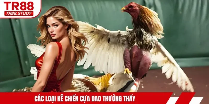 Đá Gà Cựa Dao TR88 - Tìm Hiểu Hình Thức Kê Chiến Siêu Hot