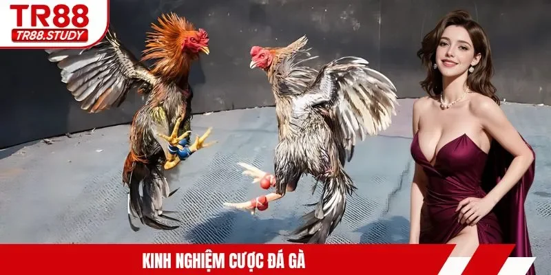 Đá Gà Cựa Dao TR88 - Tìm Hiểu Hình Thức Kê Chiến Siêu Hot