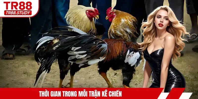 Đá Gà Cựa Dao TR88 - Tìm Hiểu Hình Thức Kê Chiến Siêu Hot