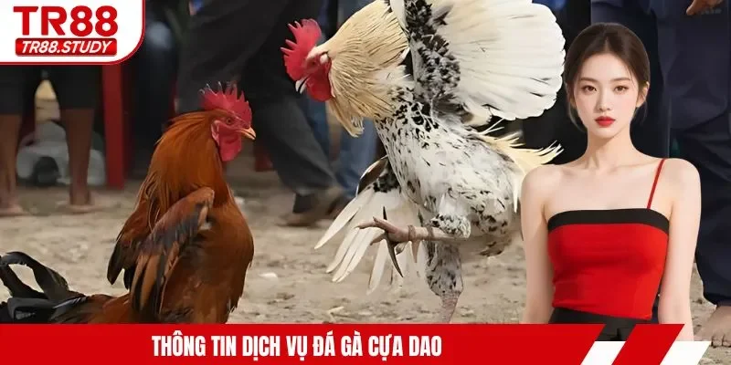 Đá Gà Cựa Dao TR88 - Tìm Hiểu Hình Thức Kê Chiến Siêu Hot